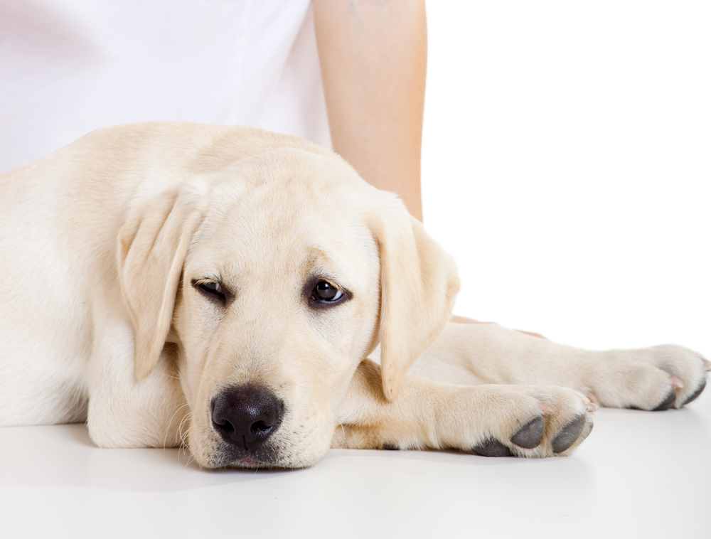 What Natural Remedy Can I Give My Dog for Separation Anxiety?