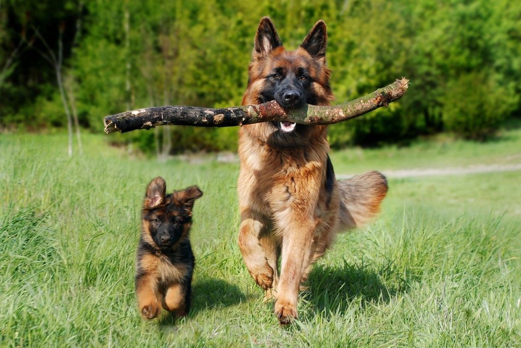 german shepherd with her puppy